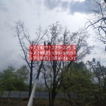 IMG-20200508-WA0136