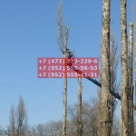 IMG-20200508-WA0016
